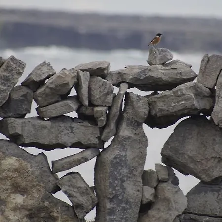Aran Islands & Glamping 킬로난